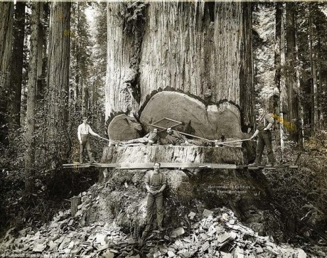 California-lumberjacks-work-on-Redwoods.-460x363