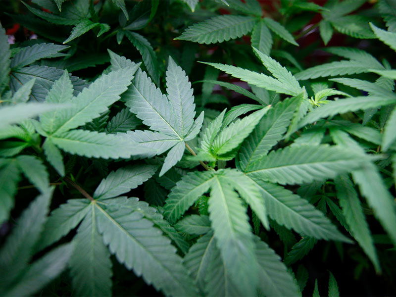 Legalização da cannabis pode contribuir para a substituição de medicamentos tradicionais -