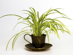 Spider plant in retro tea cup