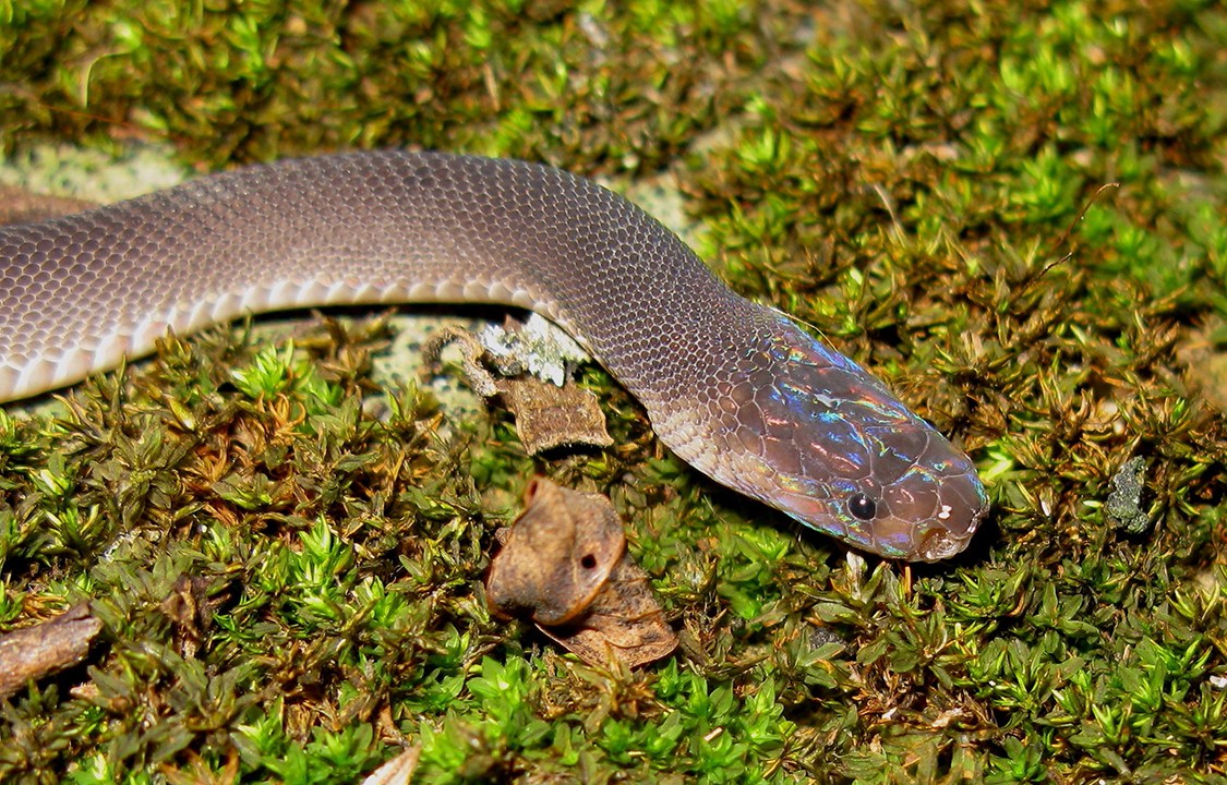 Nova espécie de cobra, a cobra arco-íris (Parafimbrios lao), encontrada no Laos