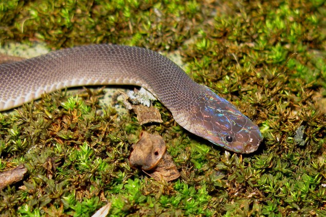 Nova espécie de cobra, a cobra arco-íris (Parafimbrios lao), encontrada no Laos