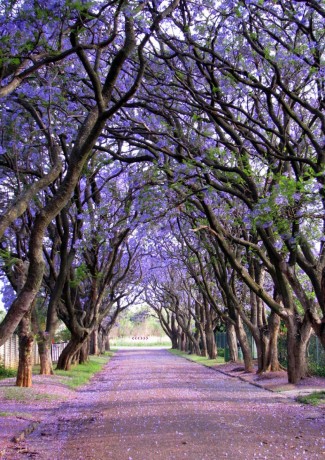 Jacarand&aacute;s em Cullinan, na &Aacute;frica do Sul