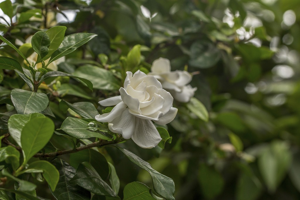 Gardênia (Gardenia jasminoides)