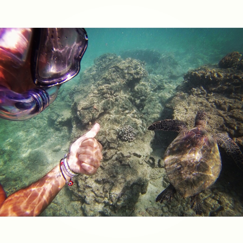 Eu nadando com uma tartaruga na praia de Turtle Bay, em Oahu