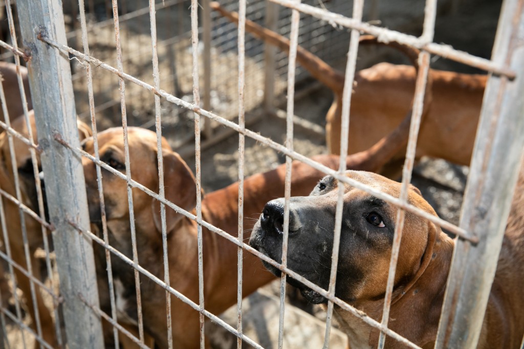 Cachorros em fazenda em Chungcheongnamdo, na Coreia do Sul. Foto cortesia da Humane Society International