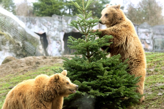 Os ursos marrons, Smilla e Frida, interagem com um pinheiro de natal no zoológico de Gelsenkirchenm ba Alemanha