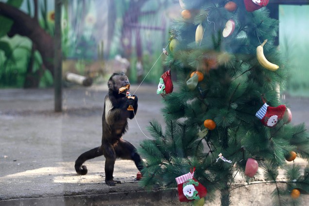 Um macaco pega uma fruta de uma árvore de natal no zoológico de Zhengzhou, na China
