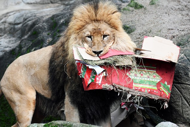 Leão recebe presentes de Natal no zoológico de Hamburgo, na Alemanha