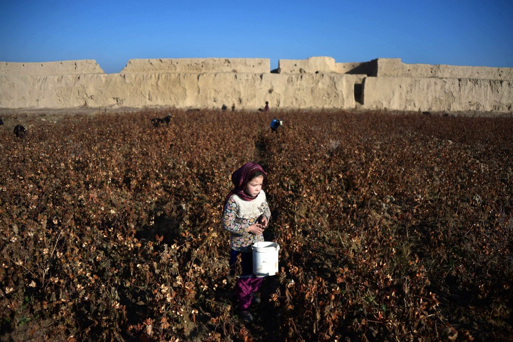 Garota colhe algodão em uma plantação nos arredores de Mazar-i-Sharif, Afeganistão