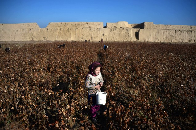Garota colhe algodão em uma plantação nos arredores de Mazar-i-Sharif, Afeganistão - 01/12/2016