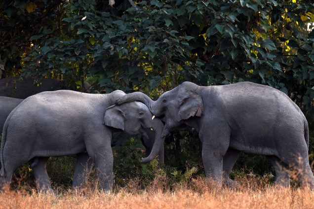 Um par de elefantes brinca enquanto se reúne com outros em busca de comida na vila de Bahampur no distrito de Nagaon, na Índia