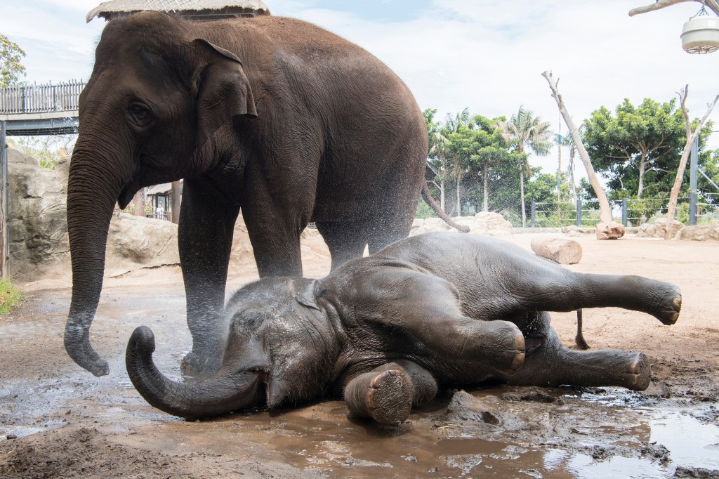 Elefante se refresca no zoo de Sydney