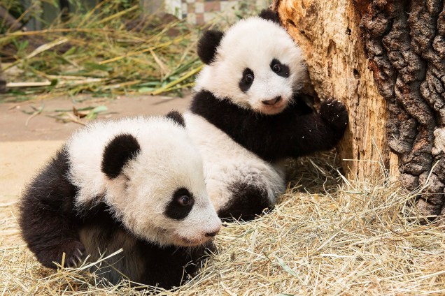 Filhotes gêmeos de panda são fotografados em um zoológico em Viena, na Áustria - 30/12/2016