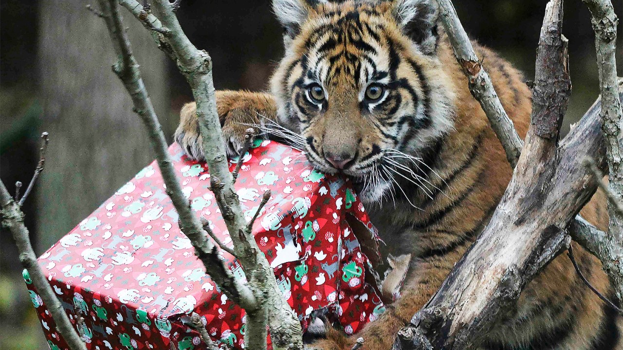 Filhote de tigre-de-sumatra abre presente de Natal no Zoológico de Londres - 15/12/2016