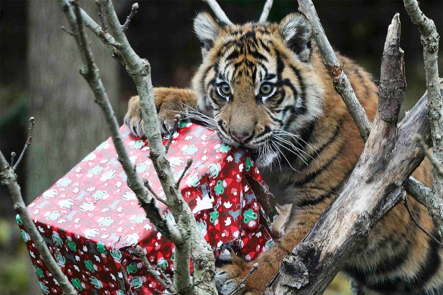 Filhote de tigre-de-sumatra abre presente de Natal no Zoológico de Londres - 15/12/2016