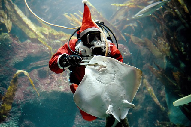 Mergulhador vestido de Papai Noel alimenta uma arraia no aquário Multimar Wattforum em Toenning, na Alemanha - 02/12/2016