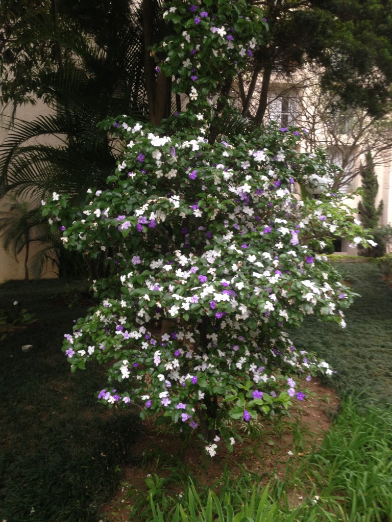 Manacá de jardim (Brunfelsia uniflora)