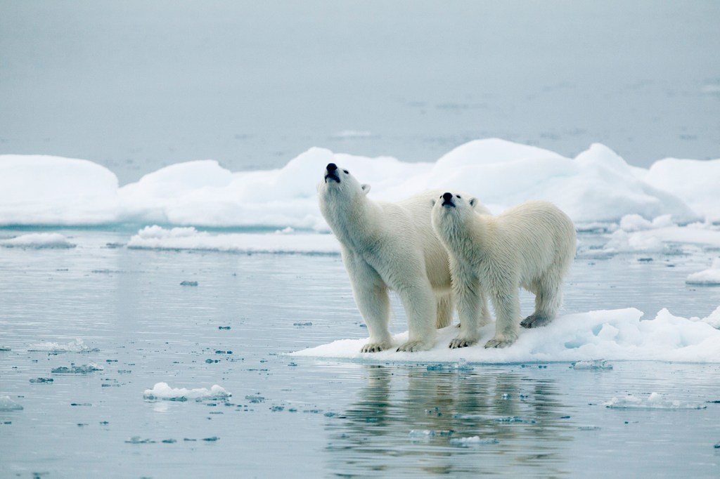 Ursos polares em uma geleira na ilha de Svalbard, Noruega
