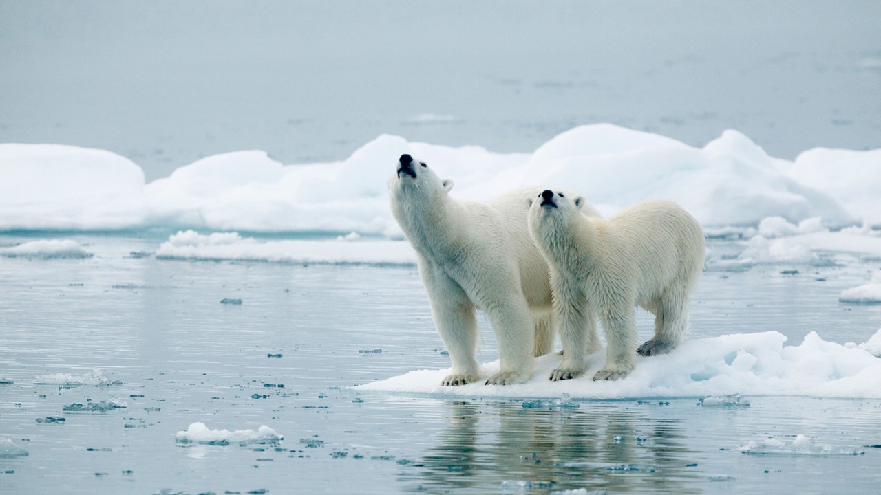Ursos polares em uma geleira na ilha de Svalbard, Noruega