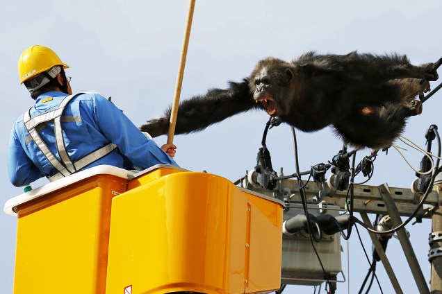 O chimpanzé 'Chacha' grita após escapar do Zoológico de Yagiyama, enquanto tenta capturar homem em fios de alta tensão, no norte do Japão - 14/04/2016