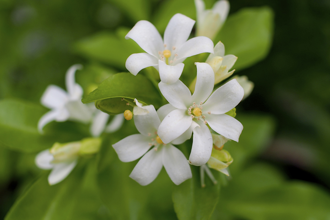 O jardim dos sentidos: manacá, jasmins e outras flores perfumadas | VEJA