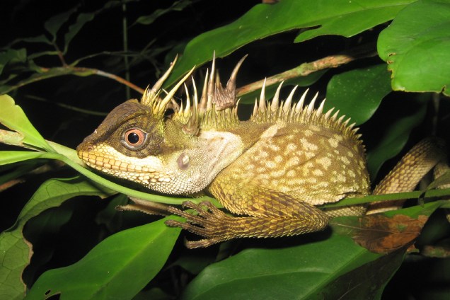 Nova espécie de lagarto (Acanthosaura phuketensis), encontrado na Tailândia