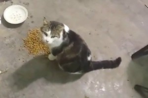 O gato Lazarus