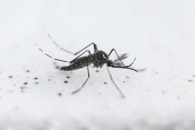 letra-de-medico-saude-ciencia-mosquito-dengue-aedes-aegypti-20161027-02