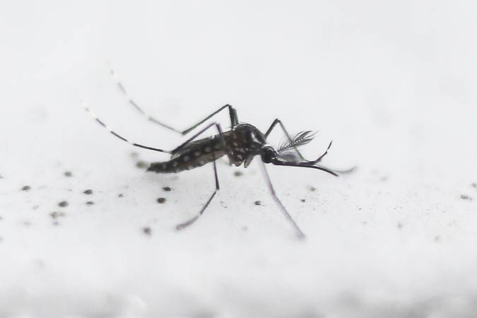 Dengue: casos crescem 264% no país