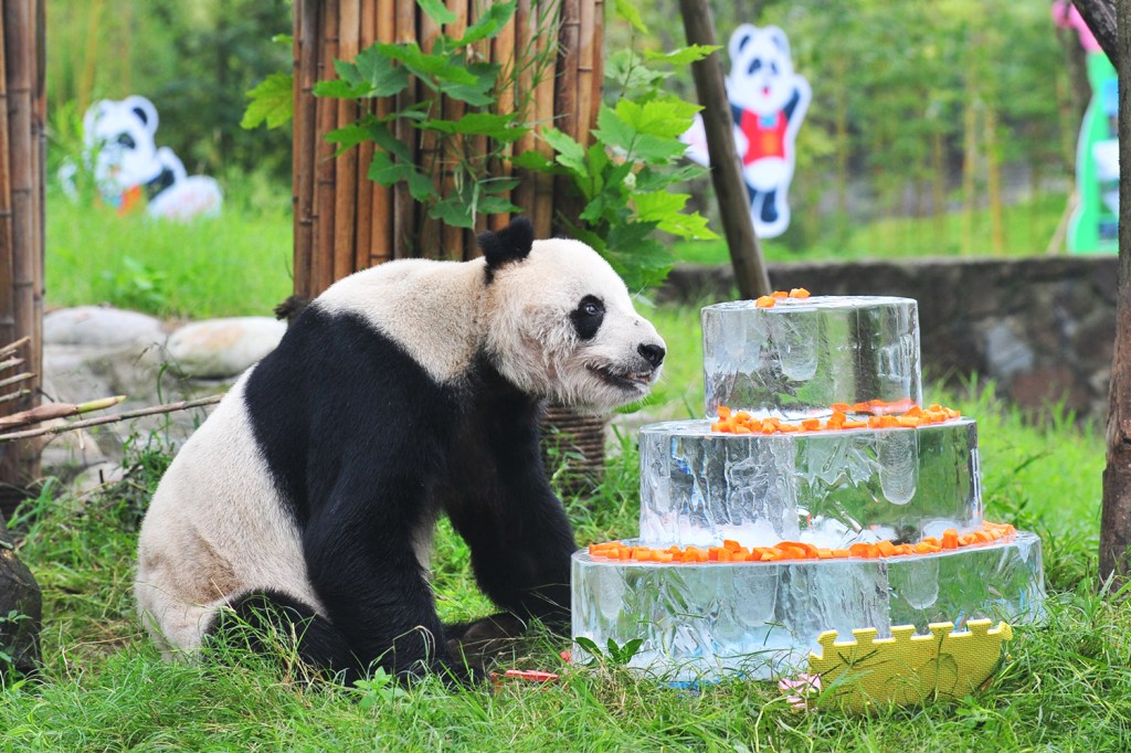 O urso panda 'Pan Pan' senta próximo de um bolo feito de gelo para comemorar seu aniversário de 30 anos, no Centro de Conservação e Pesquisa para pandas, em Dujiangyan, na China - 21/09/2015
