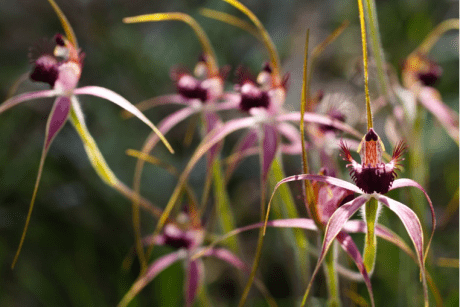 Orquídea Aranha Carrossel