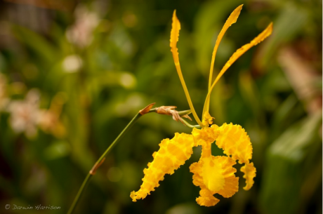 Orquídea Borboleta