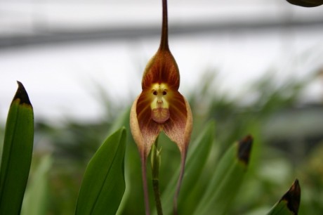 Orquídea Cara de Macaco