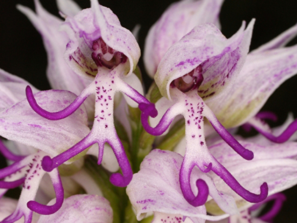 O mágico universo das orquídeas | VEJA