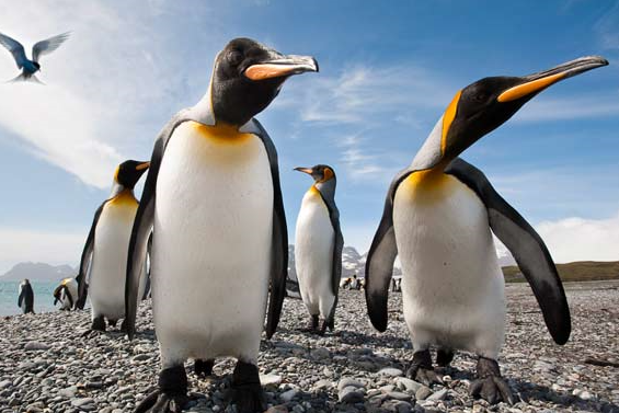 pinguins