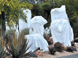 prote&ccedil;&atilde;o-&aacute;rvores