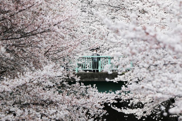 Empresário observa flores de cerejeira em Tóquio, no Japão - 01/04/2016