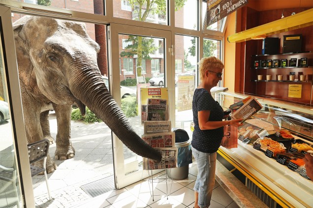 Maja, um elefante de 40 anos de idade, estende sua tromba para pegar um jornal em Berlim, na Alemanha - 01/07/2016