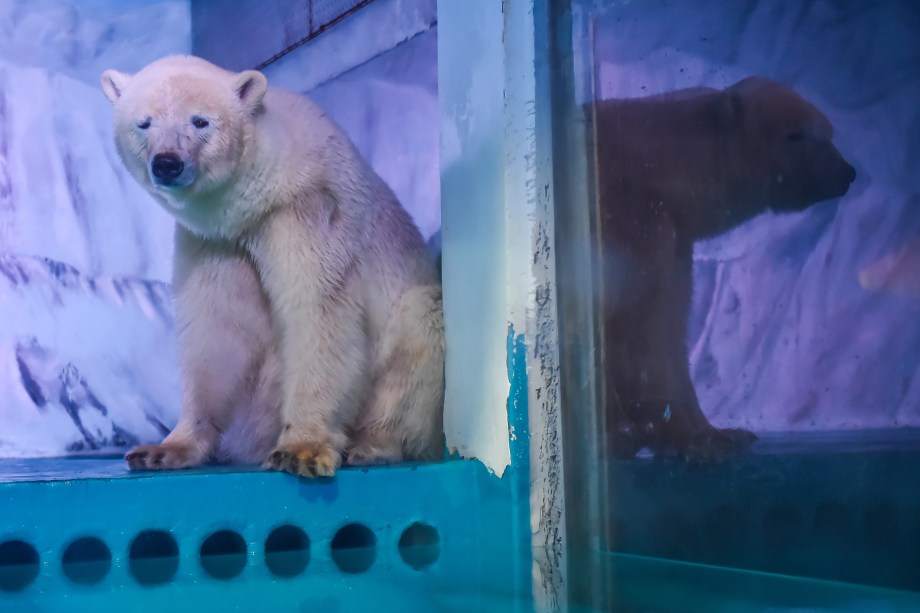 <span>O urso polar 'Pizza' é fotografado no aquário da cidade de </span><span>Guangzhou</span><span>, na China. Pizza é o único urso polar vivo no sul da China e ficou conhecido como o urso polar mais triste do mundo</span>