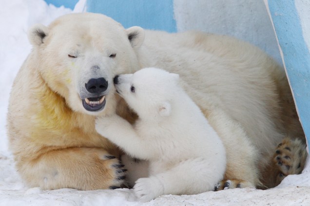 Filhote de urso polar brinca com sua mãe no zoológico de Novosibirsk, na Rússia