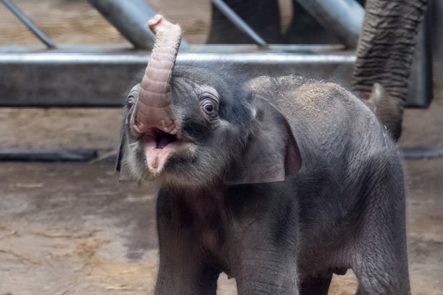 Filhote elefante asiático é fotografado ao lado de sua mãe Janita, no zoológico de Praga, na República Checa