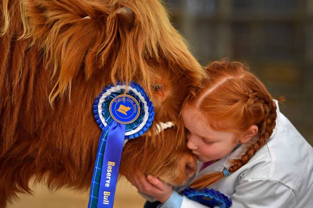 A garota Kate Cameron de oito anos faz carinho em Abernethy, seu gado de montanha, após vencer um concurso durante uma feira em Oban, na Escócia