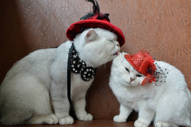 Gatos escoceses vestidos com chapéus vermelhos são fotografados durante uma exposição em Bishkek, no Quirguistão