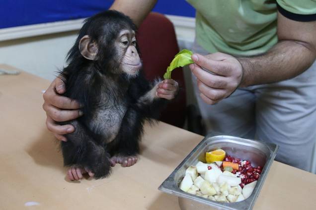 Chimpanzé recém-nascido recebe alimentação após ter sido recusado por sua mãe, no zoológico de Gaziantep, na Turquia