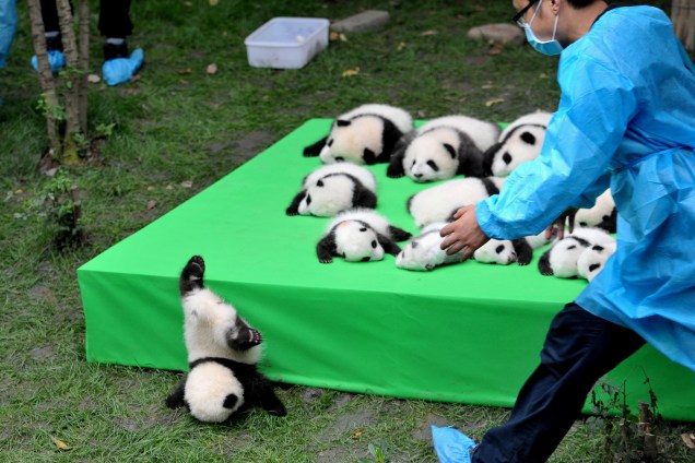 Fiilhote de panda gigante cai do palco durante uma exposição em Chengdu, província de Sichuan, na China