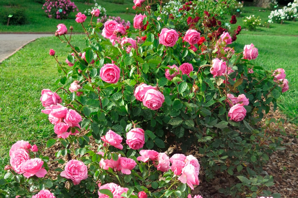 rose of pink roses