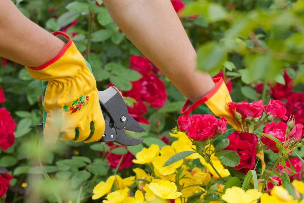 Gardener cuts rose