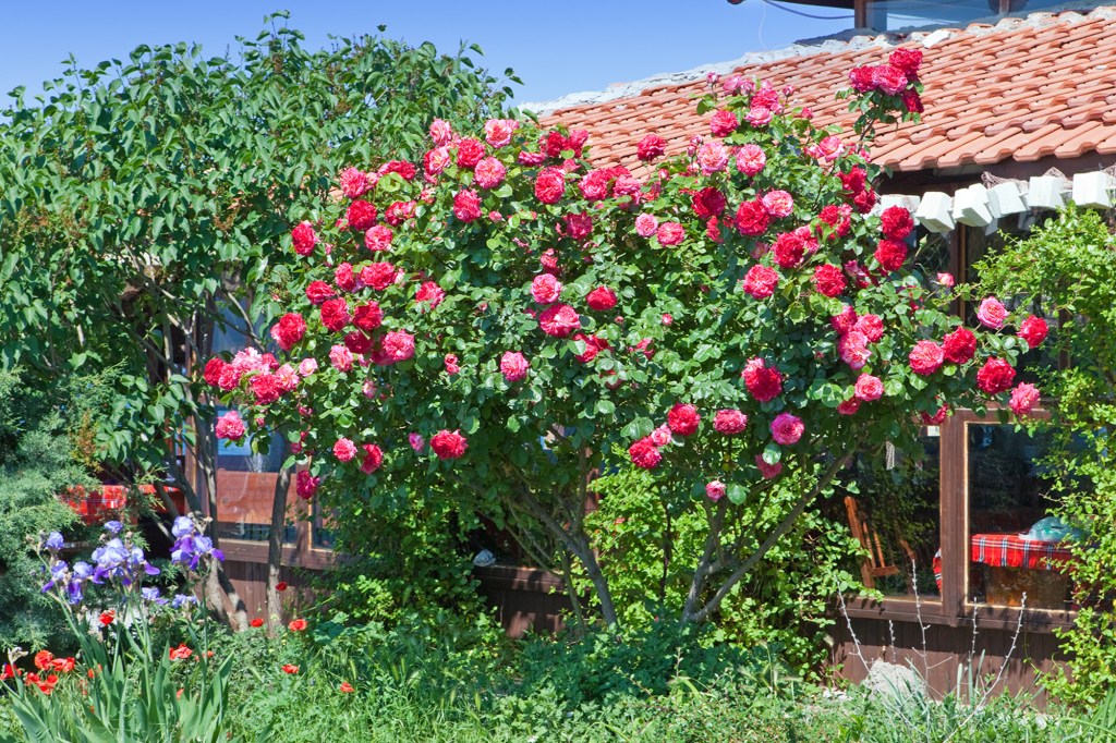 Rosebush in a garden