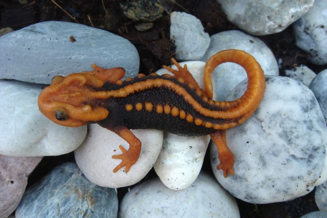 Espécia de salamandra (Tylototriton anguliceps) descoberta em Chiang Rai, na Tailândia