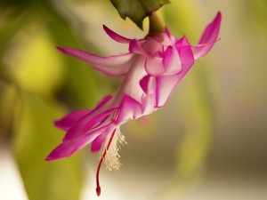 Single pink Christmas Cactus flower pohotographed against a green defoucsed background in matural light.